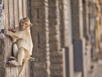 Monkey in Lopburi festival